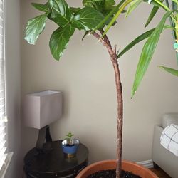 Fiddle Leaf Fig Tree 7ft Tall