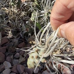 free paper spine cactus two pups each