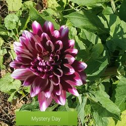 Dahlia Plants Mystery Day $5 Each 