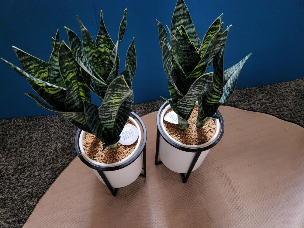 Artificial Snake Plants In A Ceramic Vase With A Metal Stand
