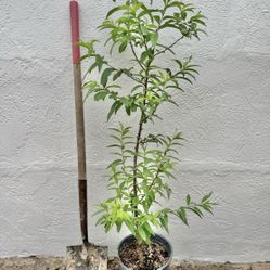 Peach Tree Fruit Tree
