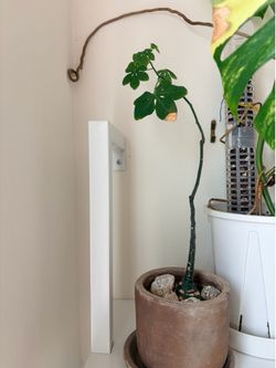 Adenia glauca