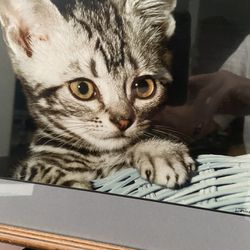 15.5” X 12” Kitten In A Basket Photo