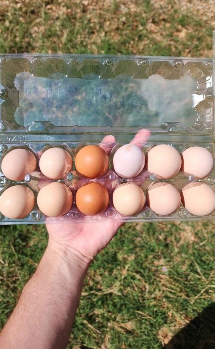 Farm Fresh Brown Eggs