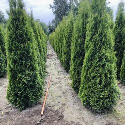 Privacy Tree Sale FREE DELIVERY! Emerald Green & Green Giants 