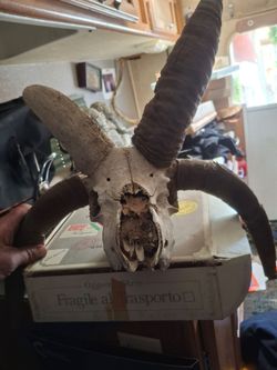 Skull real goat