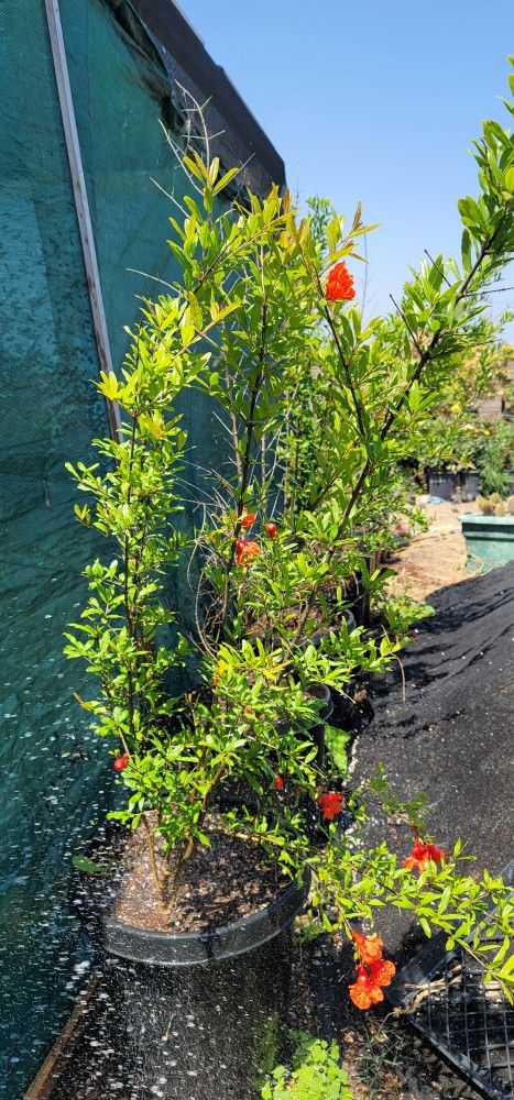Pomegranate Wonderful Tree