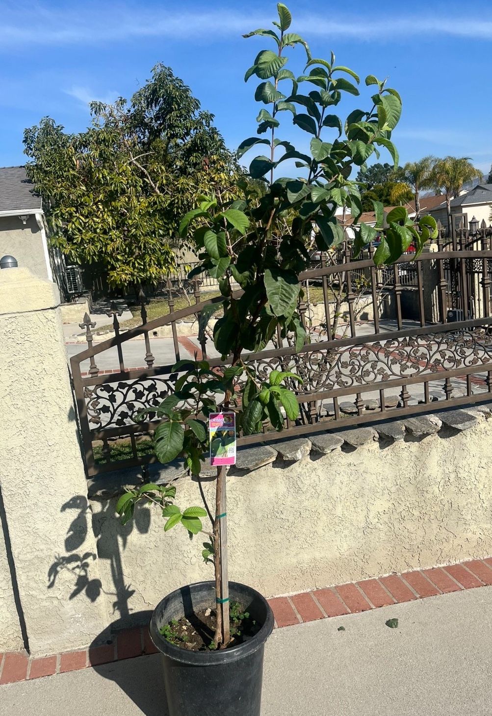 Organic Caribbean Dreams tropic white Guava Subtropical Fruit Tree