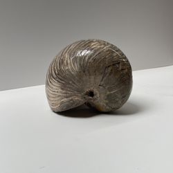 Fossil Nautiloid