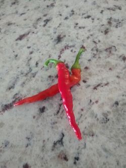 Chile Pepper Plant Cayenne