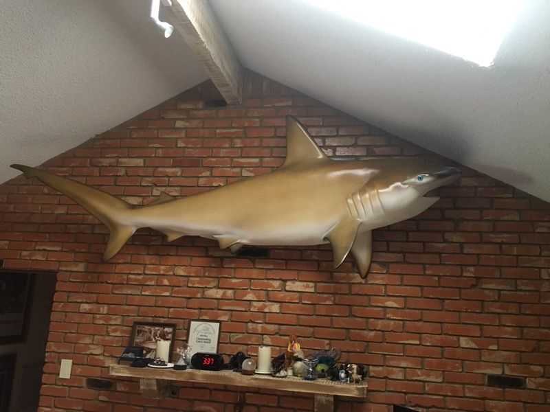 10ft Hammerhead Shark Taxidermy