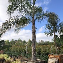 Queen Palm Tree