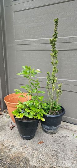 PENCIL SHRUB & DAHLIA & POT