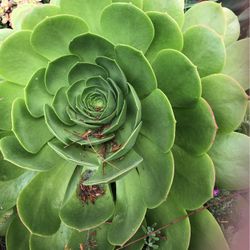 Aeonium