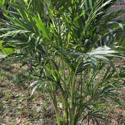 Cat Palm 3 Gallons Pot Live Plants 