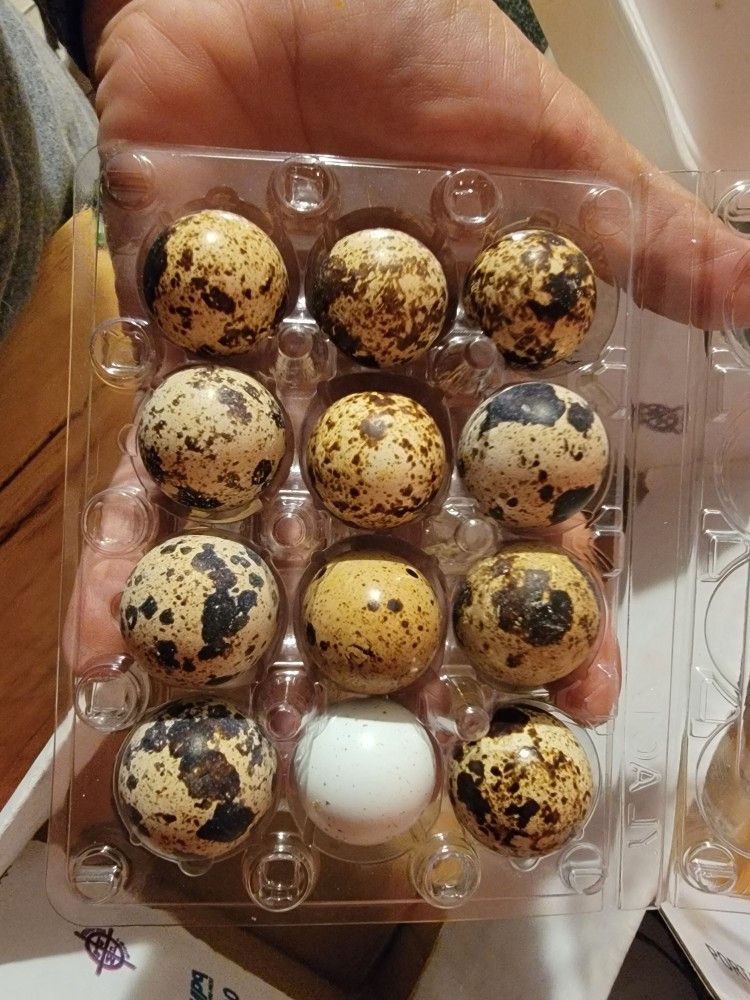 Quail Eggs 