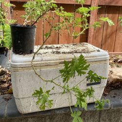 Citronella-Mosquito Plants $9