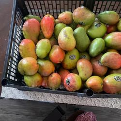 Mango Criollo