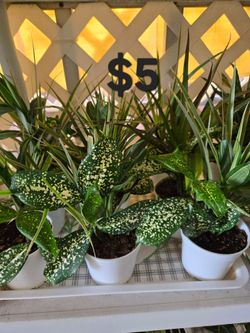 Plantas mixtas