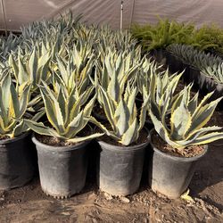 Agave americana 5 gal varigated