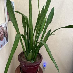 Snake Plant