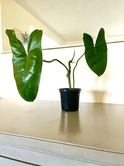 Burle Marx Philodendron Plant