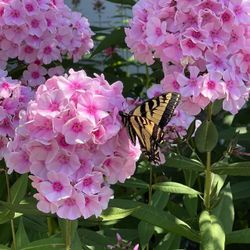 🦋Beautiful Pink Perennial Phloxes With A Delicate Aroma, Attracts Butterflies.