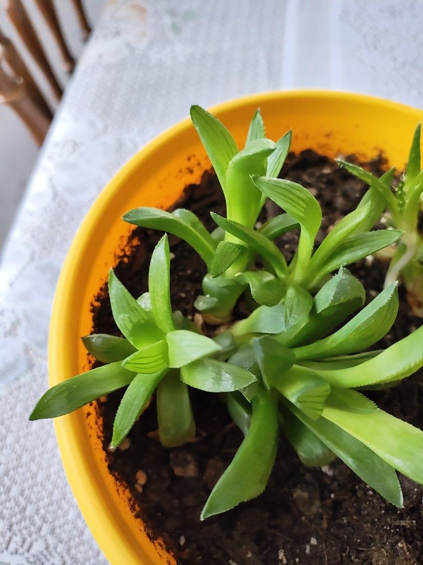 Two Types Of Succulents