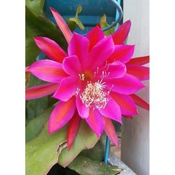 Red Epiphyllum Orchid Catus 9in Live Plant Queen On The Nights