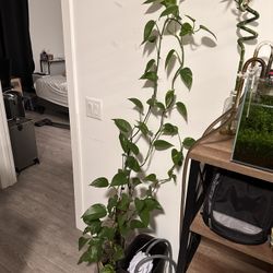 Healthy Pathos plant