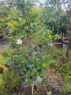Gardenia trees 7gl $45