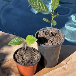 Loquat Tree Plant 