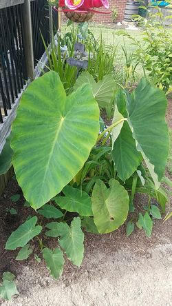 Elephant ear plants