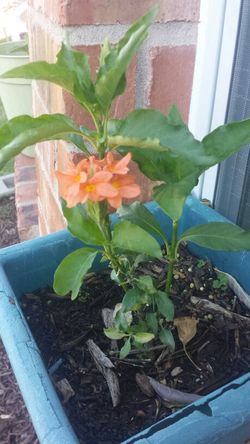 CoraSandra flower plant (Kanakambram)