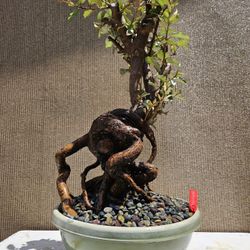 Old Japanese Silverberry Bonsai Tree ( Fruit tree  )  