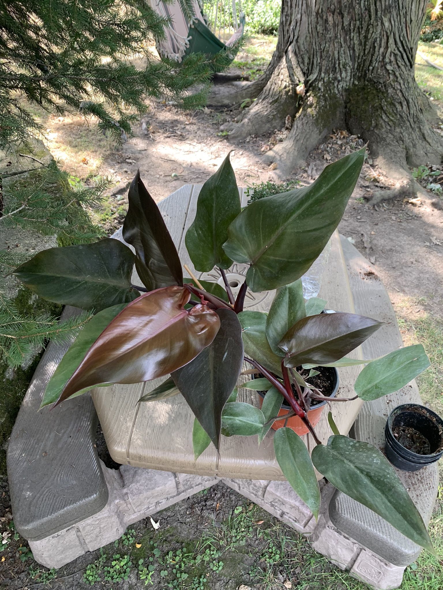 Philondredron Royal Plant!! $25!!