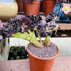 Aeonium Medusa Variegated Crest