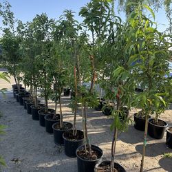 Fruit Trees / Árboles Frutales