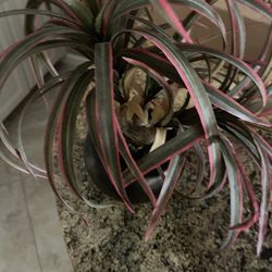 Decorative fake Plant 