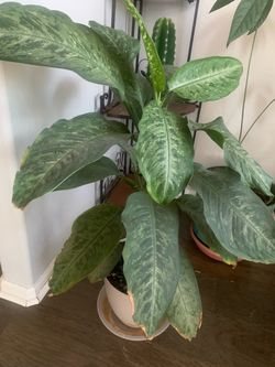 Plant for inside!