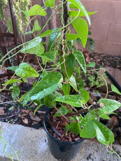 Healthy Grass Jelly Plant (Sương Sâm) – 1 Gallon / 3+ Ft Long Vine – $25