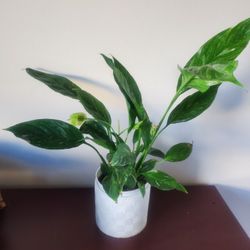 Varigated Peace Lily Troplcal Plant Indoor , Jungalow Garden 