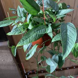 Photos Cebu Blue Indoor Plants 