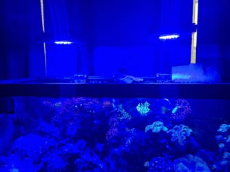Saltwater Reef Lights