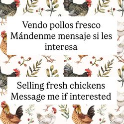 Vendo Pollos