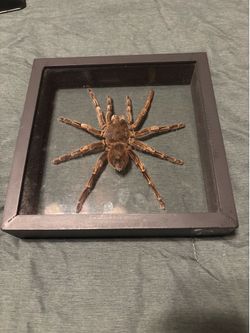 Orange banded Tarántula