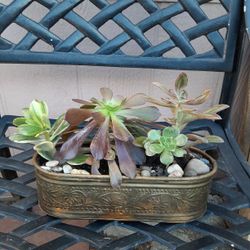 Succulents