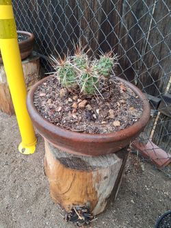 Cactus