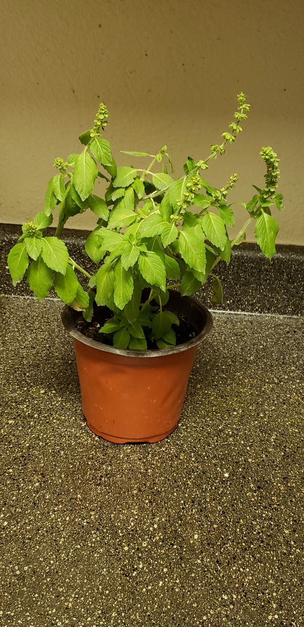organic-holy-basil-plant-for-sale-in-phoenix-az-offerup