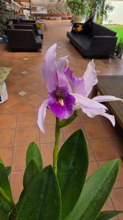 Orchids